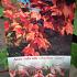 Acer rubrum 'October Glory'