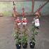 Acer rubrum 'Summer Red'