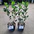 Aronia arbutifolia 'Brilliant'