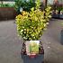Berberis thunb. 'Golden Rocket'