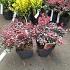 Berberis thunb. 'Inspiration'