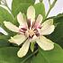 Calycanthus chinensis