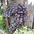 Cercis canadensis 'Ruby Falls'