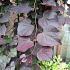 Cercis canadensis 'Ruby Falls'
