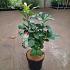 Chionanthus virginicus
