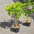 Cornus kousa chinensis