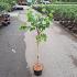 Corylus a. 'Twister'