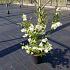 Exochorda racem. Blushing Pearl