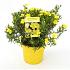 Halimium 'April Sun'