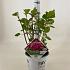 Hydrangea a. Pink Annabelle