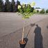 Hydrangea pan. 'Limelight'