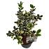 Ilex meserv. 'Casanova'