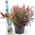 Leucothoe keiskei Burning Love