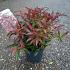 Leucothoe keiskei Burning Love