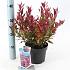 Leucothoe 'Little Flames'