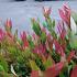 Leucothoe 'Little Flames'