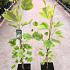 Liriodendron t. 'Aureomarginat.'