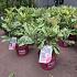 Photinia ser. Pink Crispy'