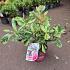 Photinia ser. Pink Crispy'