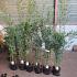 Fargesia robusta 'Campbell'