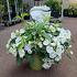 Hydrangea Runaway Bride