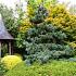 Pinus parv. 'Glauca'