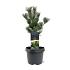 Pinus parv. 'Glauca'