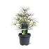 Sciadopitys verticillata
