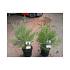 Sequoiadendron giganteum