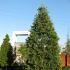 Sequoiadendron giganteum
