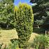 Taxus b. 'David'