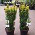 Taxus b. 'David'