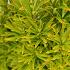 Taxus b. 'David'