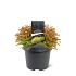 Thuja occ. 'Golden Tuffet'