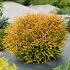 Thuja occ. 'Golden Tuffet'