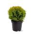 Thuja occ. 'Mirjam'