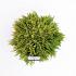 Thuja occ. 'Mirjam'