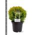 Thuja occ. 'Mirjam'