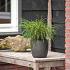 Thuja pl. 'Whipcord'