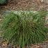 Thuja pl. 'Whipcord'