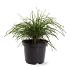 Thuja pl. 'Whipcord'