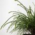 Thuja pl. 'Whipcord'