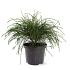 Thuja pl. 'Whipcord'