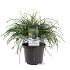 Thuja pl. 'Whipcord'