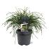 Thuja pl. 'Whipcord'