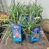 Liriope muscari 'Moneymaker'