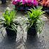 Liriope muscari 'Moneymaker'