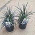 Ophiopogon plan. 'Niger'