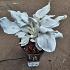 Senecio candidans Angel Wings