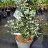 Abies k. 'Silberlocke'